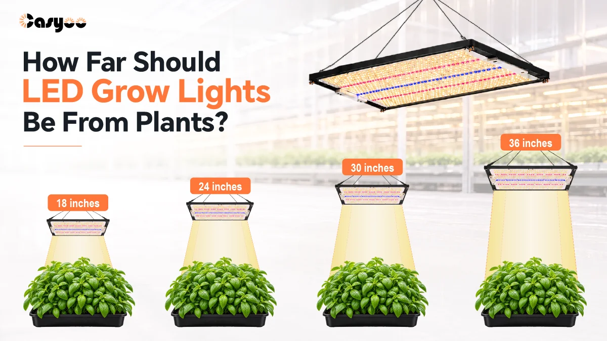 LED grow light distance comparison at 18, 24, 30, and 36 inches above plant canopy