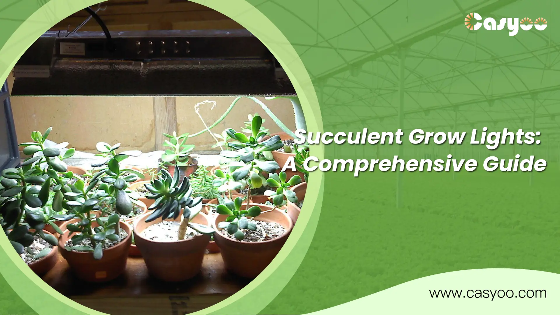Succulent Grow Lights A Comprehensive Guide