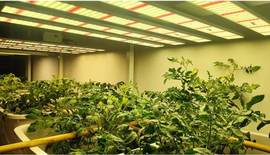 Full Spectrum LED Grow Lights