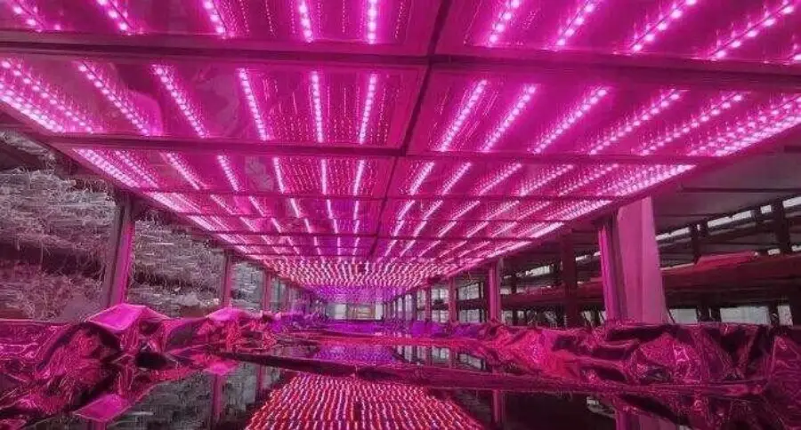 Red Blue LED Grow Lights