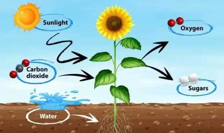 What Are Inputs and Outputs of Photosynthesis