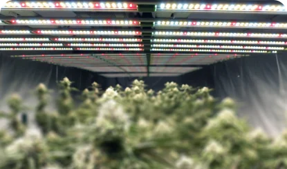 Grow light bars using in grow tent