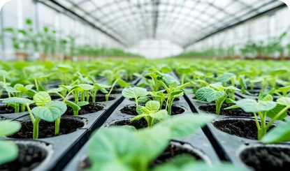 Grow lights using in seedling farms