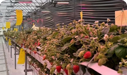 Under canopy lights using in strawberry farms